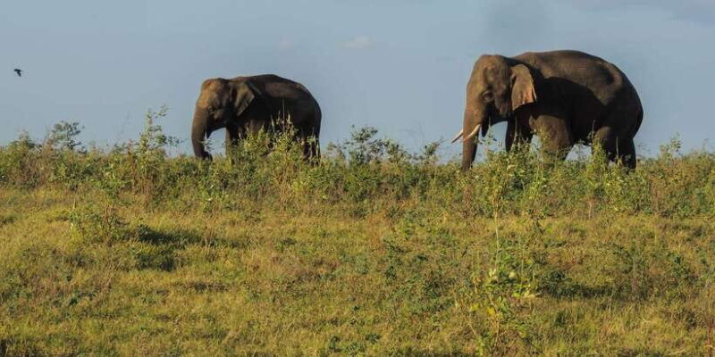 Kaudulla National Park: Private Safari - Why This Safari Is a Great Choice