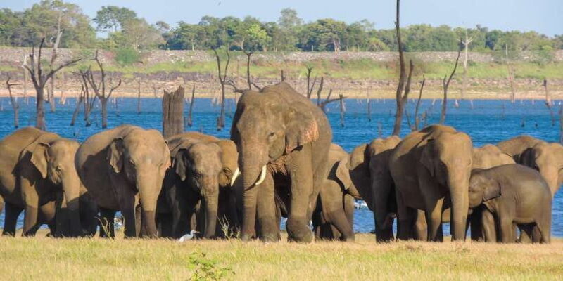 Kaudulla National Park: Private Safari - Frequently Asked Questions