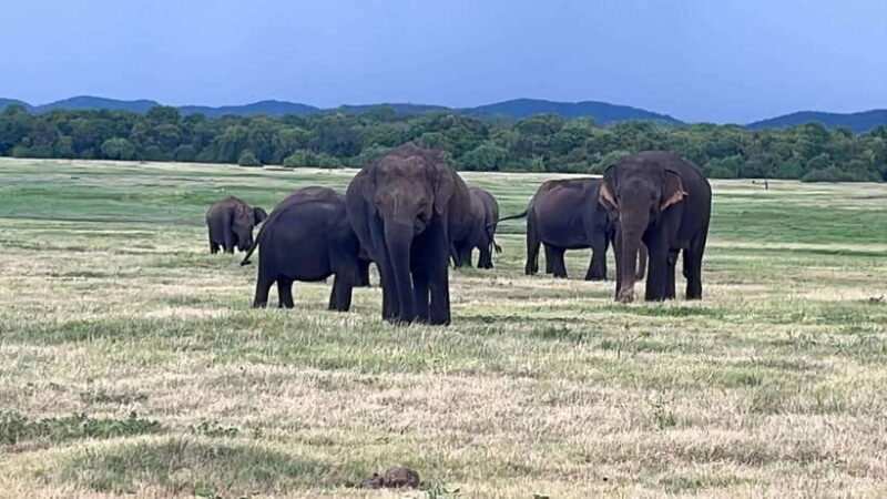 Kaudulla National Park: Private Safari - Kaudulla National Park: Private Safari — A Genuine Wild Encounter in Sri Lanka