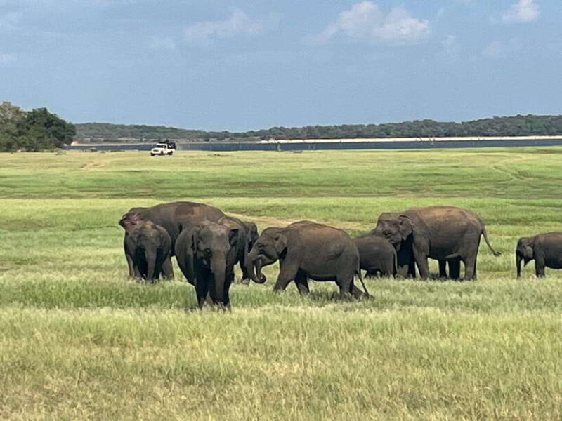 Kaudulla National Park: Private Safari - Key Points