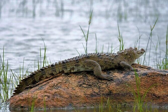 Kaudulla National Park Safari | Jeep with Tickets - FAQs About the Kaudulla National Park Safari