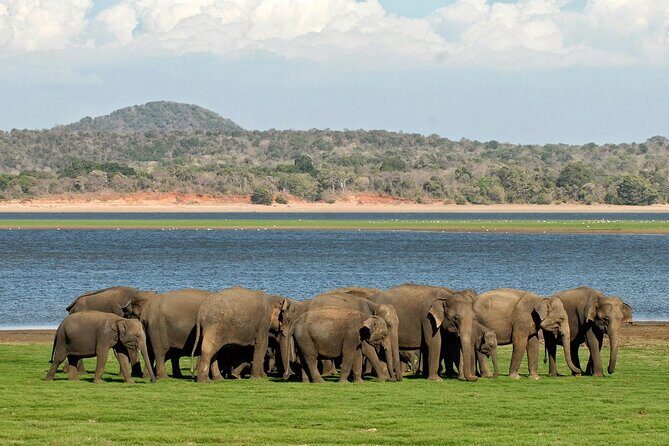Kaudulla National Park Safari [Morning /Evening] - Discover the Kaudulla National Park Safari – A Natural Encounter with Sri Lanka’s Wildlife