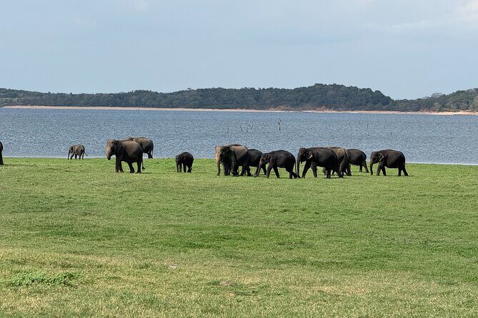 Kaudulla National Park Safari [Morning /Evening] - Final Thoughts