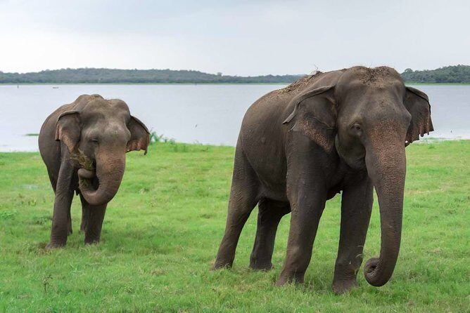 Kaudulla National Park Shared Safari - Discover the Wild Side of Sri Lanka with the Kaudulla National Park Shared Safari