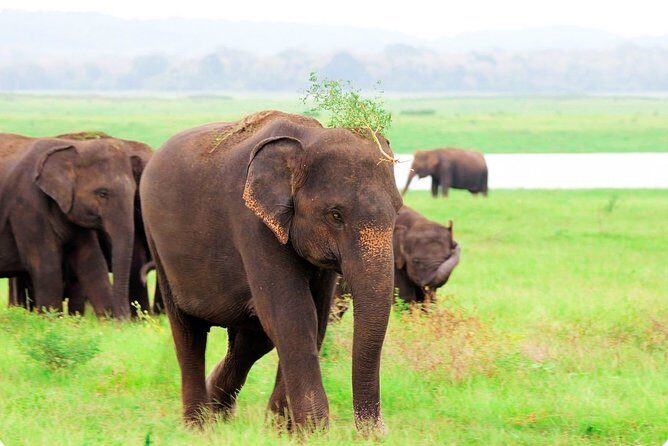 Kaudulla National Park Shared Safari - Who Will Love This Safari