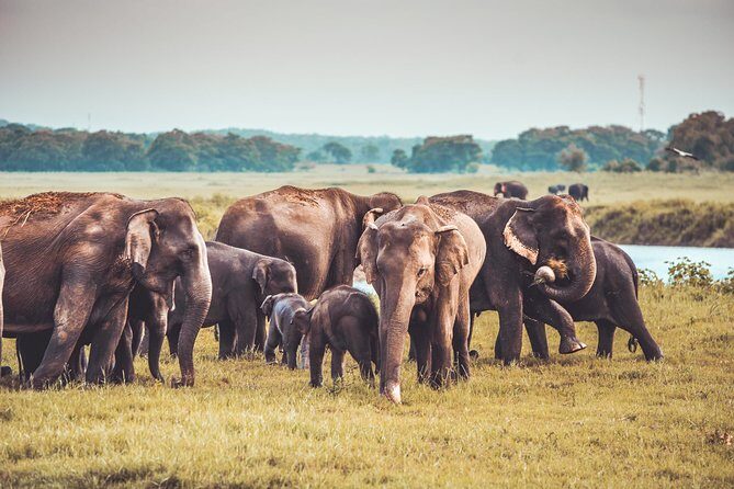 Kaudulla National Park Shared Safari - The Experience in Detail