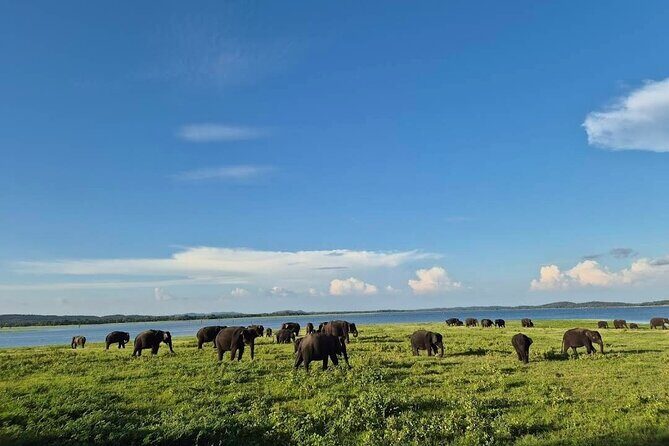 Kaudulla Safari Adventure - An In-Depth Look at the Kaudulla Safari Experience