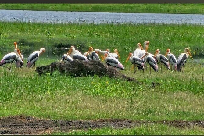 Kaudulla Safari Adventure - The Sum Up: Is It Worth It?