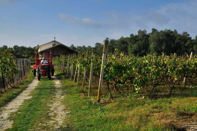 Kavos: Wine Tour & Tasting at a Local Winery - Key Points