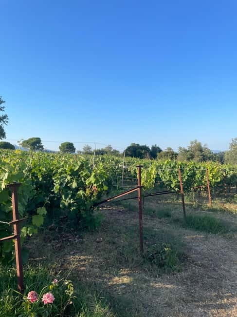 Kavos: Wine Tour & Tasting at a Local Winery - A Closer Look at the Experience