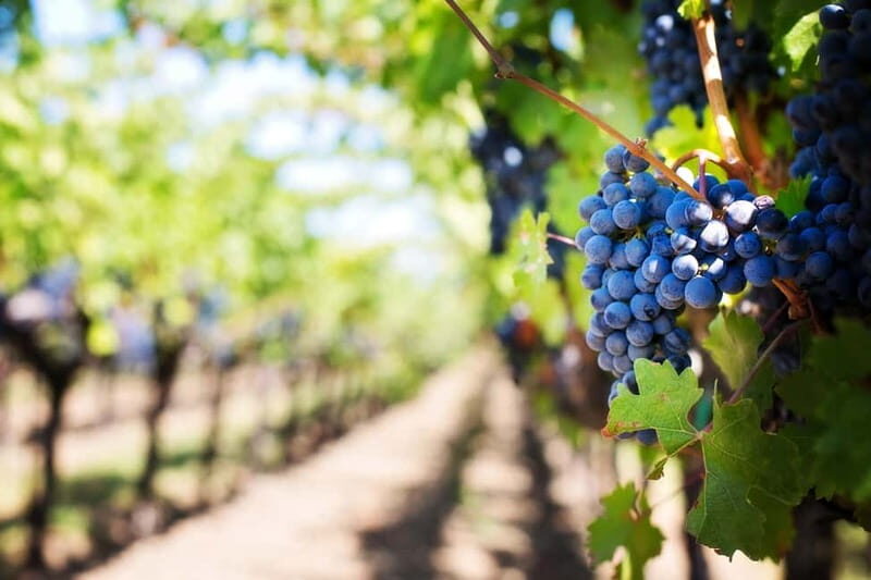 Kavos: Wine Tour & Tasting at a Local Winery - The Sum Up