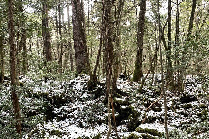 Kawaguchiko (Mt Fuji) Tour with Private Car - Key Points