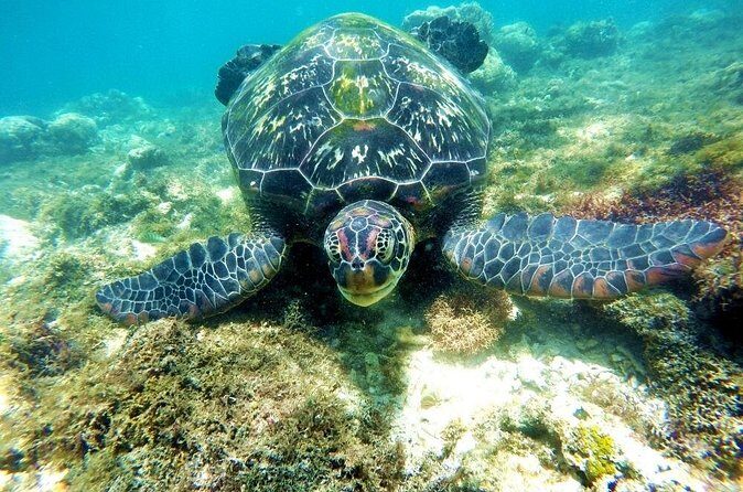 Kawasan Canyoneering and Snorkeling with Sardines with Lunch - Who Will Love This Tour?