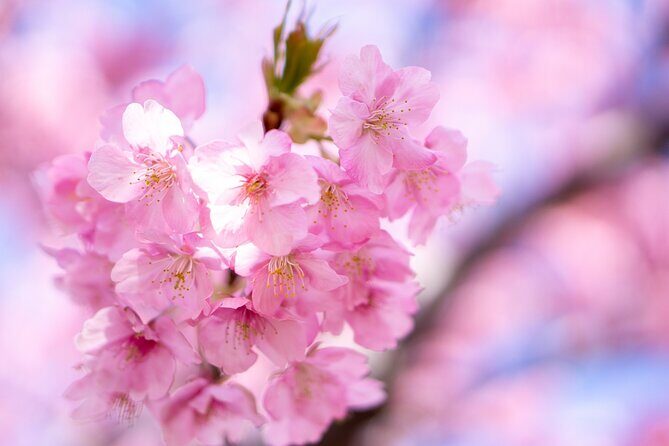 Kawazu Cherry Blossom Sightseeing Tour - Key Points