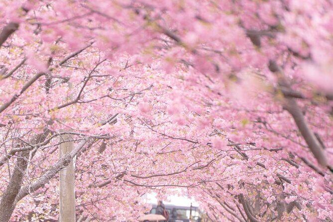 Kawazu Cherry Blossom Sightseeing Tour - A Closer Look at the Kawazu Cherry Blossom Sightseeing Tour