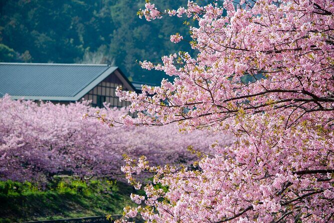 Kawazu Cherry Blossom Sightseeing Tour - FAQ