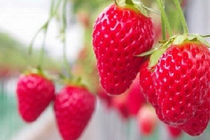 Kawazu-zakura Cherry Blossom Festival & Fruit Picking - Who Should Consider This Tour?