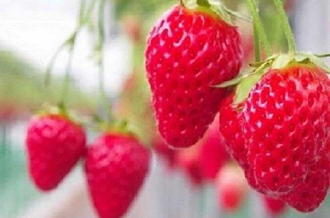 Kawazu-zakura Cherry Blossom Festival & Fruit Picking - FAQ