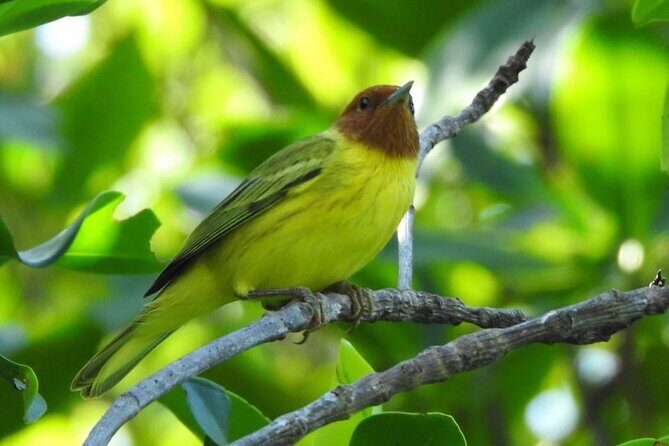 Kayak adventure through Laguna Nichupté in Cancun - FAQ