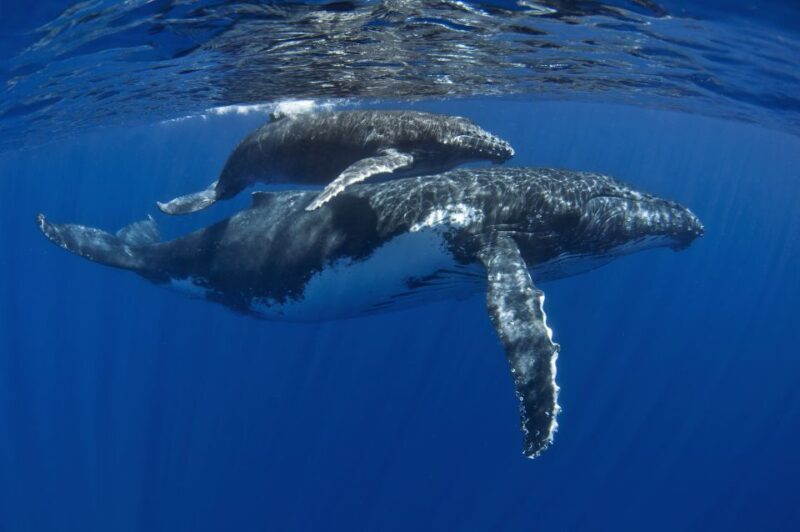 Kayak and Snorkel West Maui at Olowalu - FAQs About Kayak and Snorkel West Maui at Olowalu