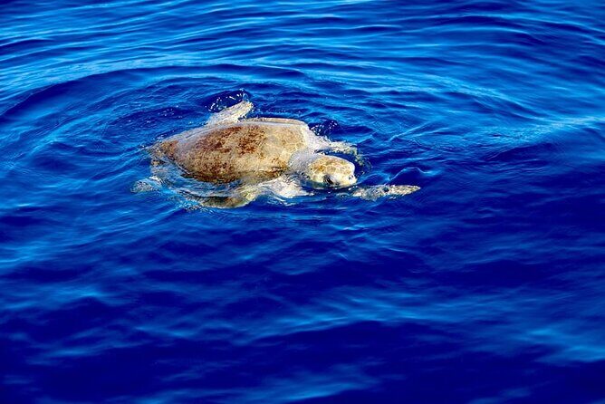 Kayak and Snorkeling Tour in Manuel Antonio - Key Points