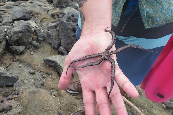 Kayak and Snorkelling trip to Capitan Island; part of Las Baulas National Park - In-Depth Review of the Kayak and Snorkelling Trip to Capitan Island