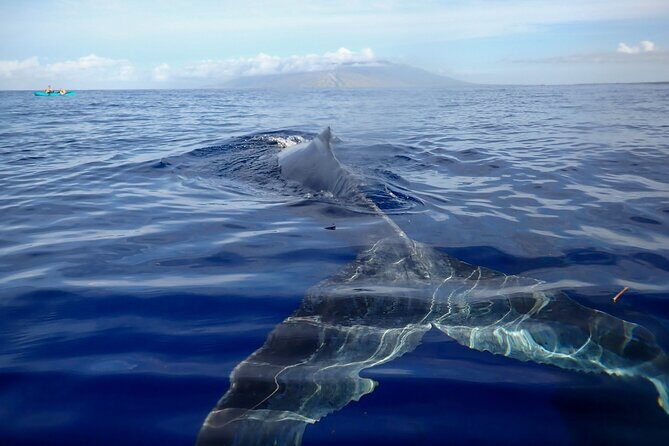 Kayak and Whale Watching Tour - Uncovering Maui’s Marine Magic: Kayak and Whale Watching Tour