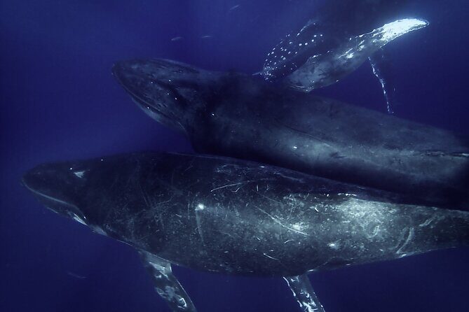 Kayak and Whale Watching Tour - Key Points