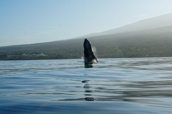 Kayak and Whale Watching Tour - The Sum Up: Who Should Book This?