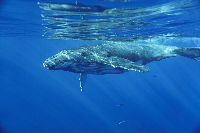 Kayak and Whale Watching Tour - FAQ