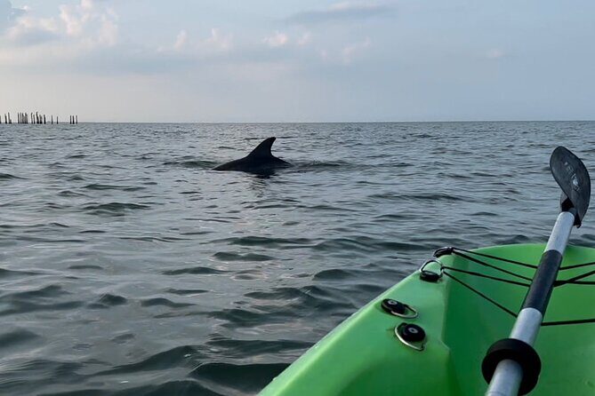 Kayak Dolphin Experience in Virginia Beach Must know how to swim - Key Points