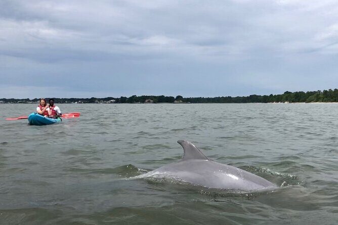 Kayak Dolphin Experience in Virginia Beach Must know how to swim - Why Choose This Tour? The Value for Travelers