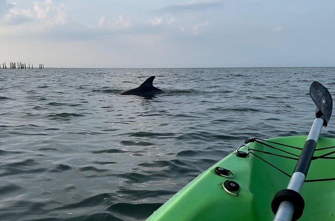 Kayak Dolphin Experience in Virginia Beach Must know how to swim - Final Thoughts