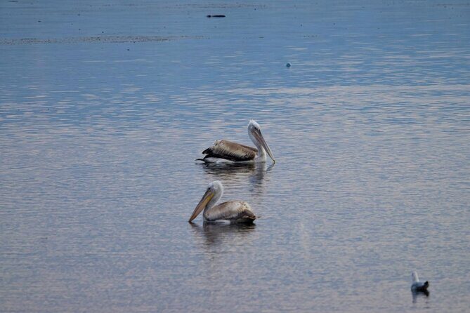 Kayak or Stand Up Paddle in Shkodra Lake and Buna River - Frequently Asked Questions