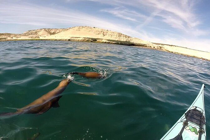 Kayak Paddling Experience with Sea Lions in Puerto Madryn - Kayak Paddling Experience with Sea Lions in Puerto Madryn: An Authentic Wildlife Adventure
