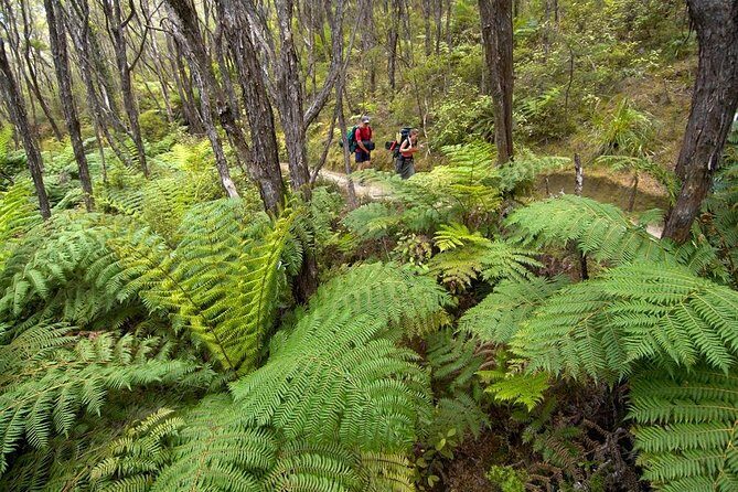 Kayak & Pitt Head Nature Loop - Guided Kayak & Unguided Walk - New Zealand - Discovering Abel Tasmans Coast: Kayak & Pitt Head Nature Loop Tour
