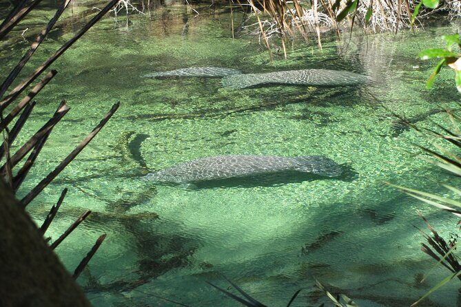 Kayak Rental (2hr) - Blue Spring State Park - Why This Tour Offers Great Value