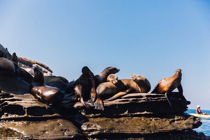 Kayak Rental for Two People in La Jolla - Why Choose This Kayak Rental?