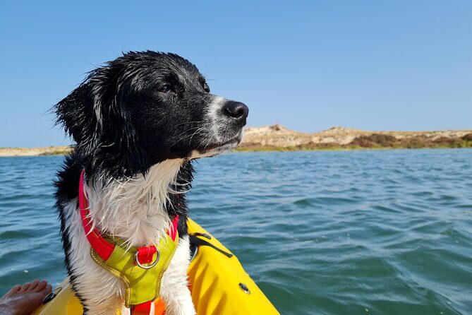 Kayak Rental in Praia dos Cavacos - Key Points