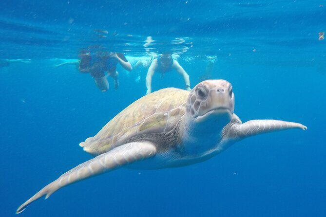 Kayak Route along the Volcanic Coast in Tenerife South with Snorkeling - Discover the Beautiful Coast of Tenerife by Kayak