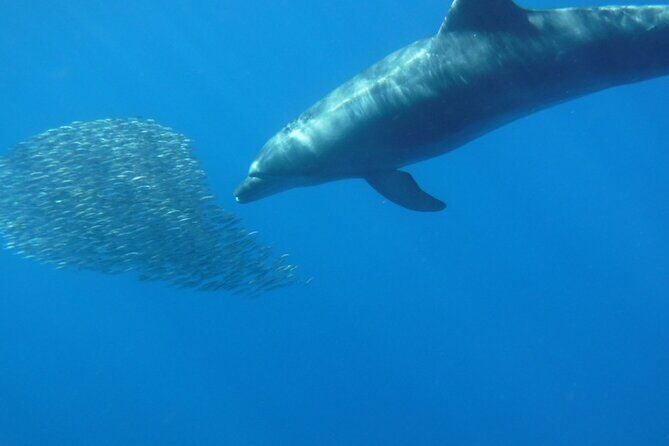 Kayak Route along the Volcanic Coast in Tenerife South with Snorkeling - Practical Details and Tips