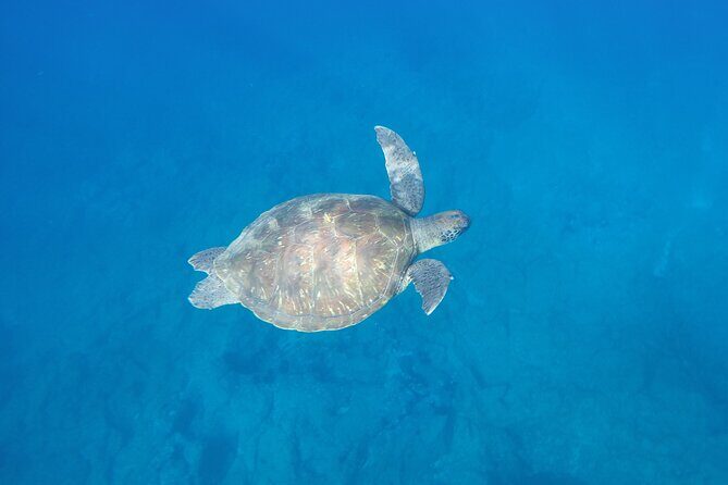 Kayak Route along the Volcanic Coast in Tenerife South with Snorkeling - Authentic Marine Encounters and Realistic Expectations