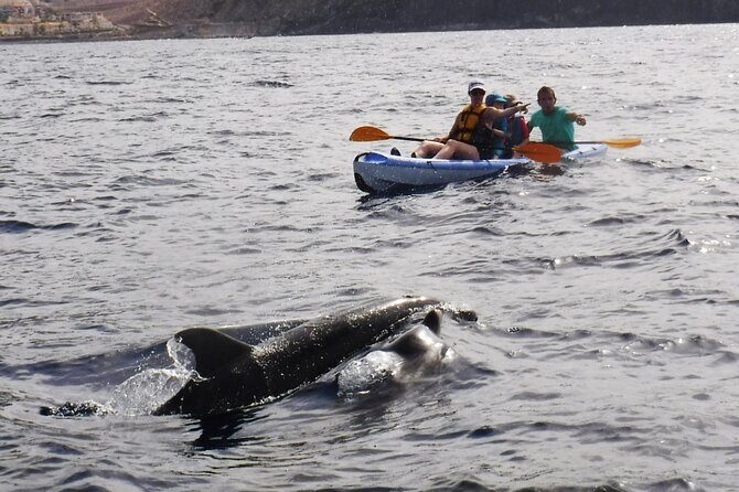 Kayak Route along the Volcanic Coast in Tenerife South with Snorkeling - The Sum Up: A Worthwhile Adventure for Nature Lovers and Families