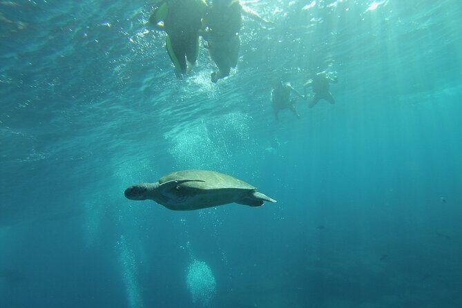 Kayak Route along the Volcanic Coast in Tenerife South with Snorkeling - FAQ