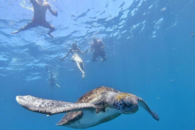 Kayak Safari with Dolphin and Turtle Watching in Guaza - Kayak Safari with Dolphin and Turtle Watching in Guaza: A Practical Guide