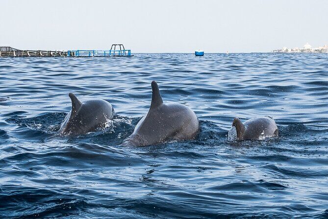 Kayak Safari with Dolphin and Turtle Watching in Guaza - Key Points