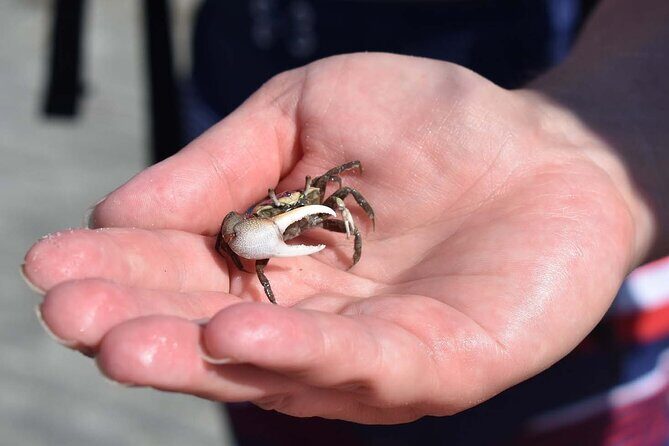 Kayak Salt Marsh Maze Tour - FAQs