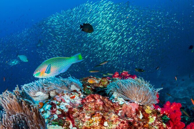 Kayak & Snorkel Champagne Bay, Farm Visit & Hot Springs Soufriere - Final Thoughts