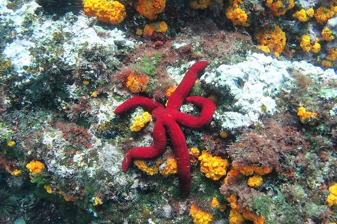Kayak & Snorkel Tour in Cerro Gordo Natural Park, La Herradura - FAQs