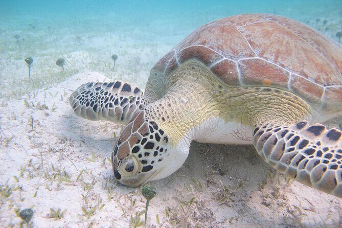 Kayak & Snorkel with Sea Turtles, National Park, St. John - The Sum Up: Is This Tour Worth It?